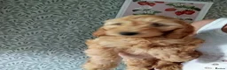 Cockapoo dogs for sale: Cockapoo puppies - Advert 2