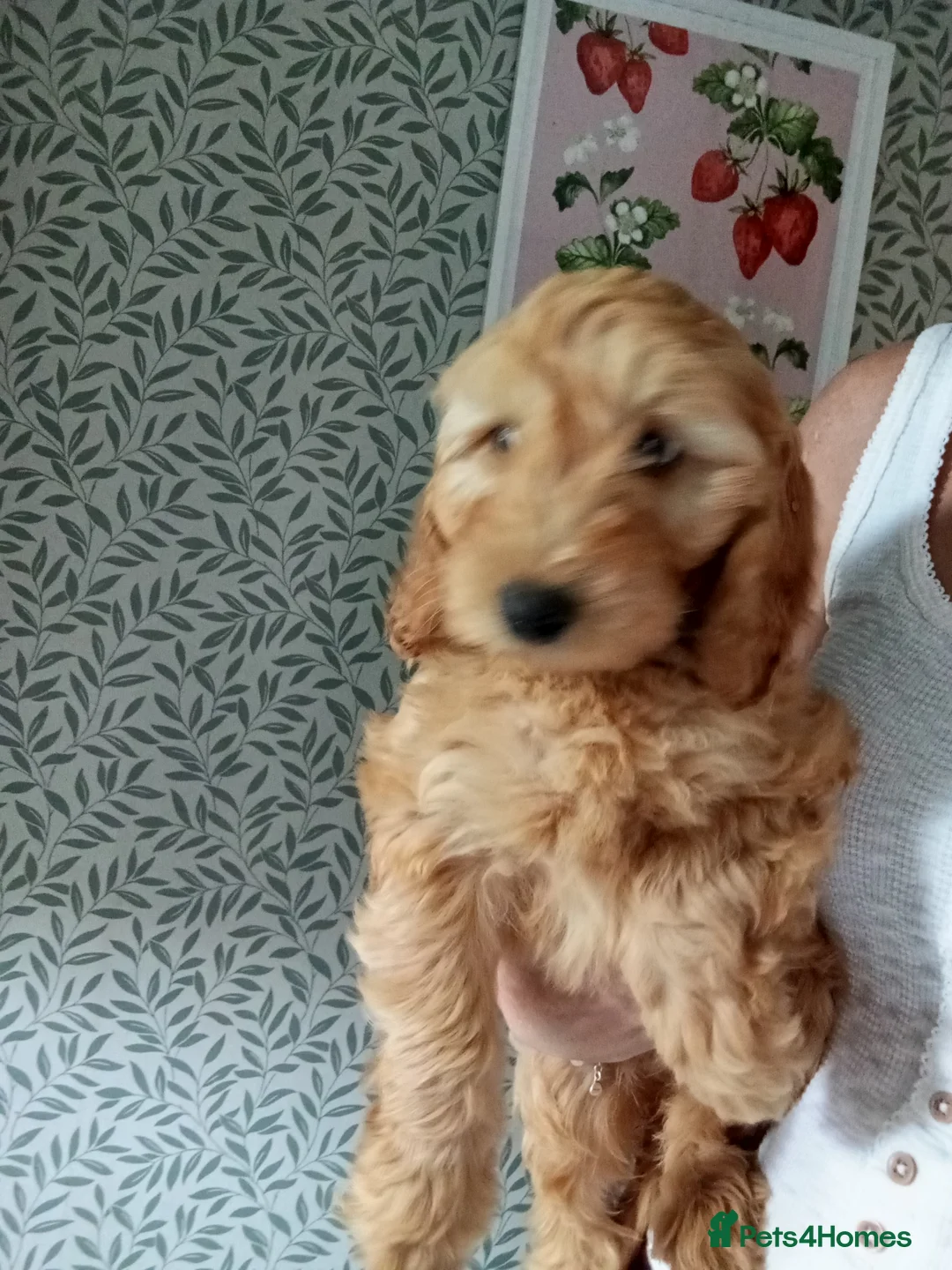 Cockapoo dogs for sale: Cockapoo puppies - Advert 2