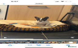 French Bulldog dogs for sale: Frenchie female  - Image 1