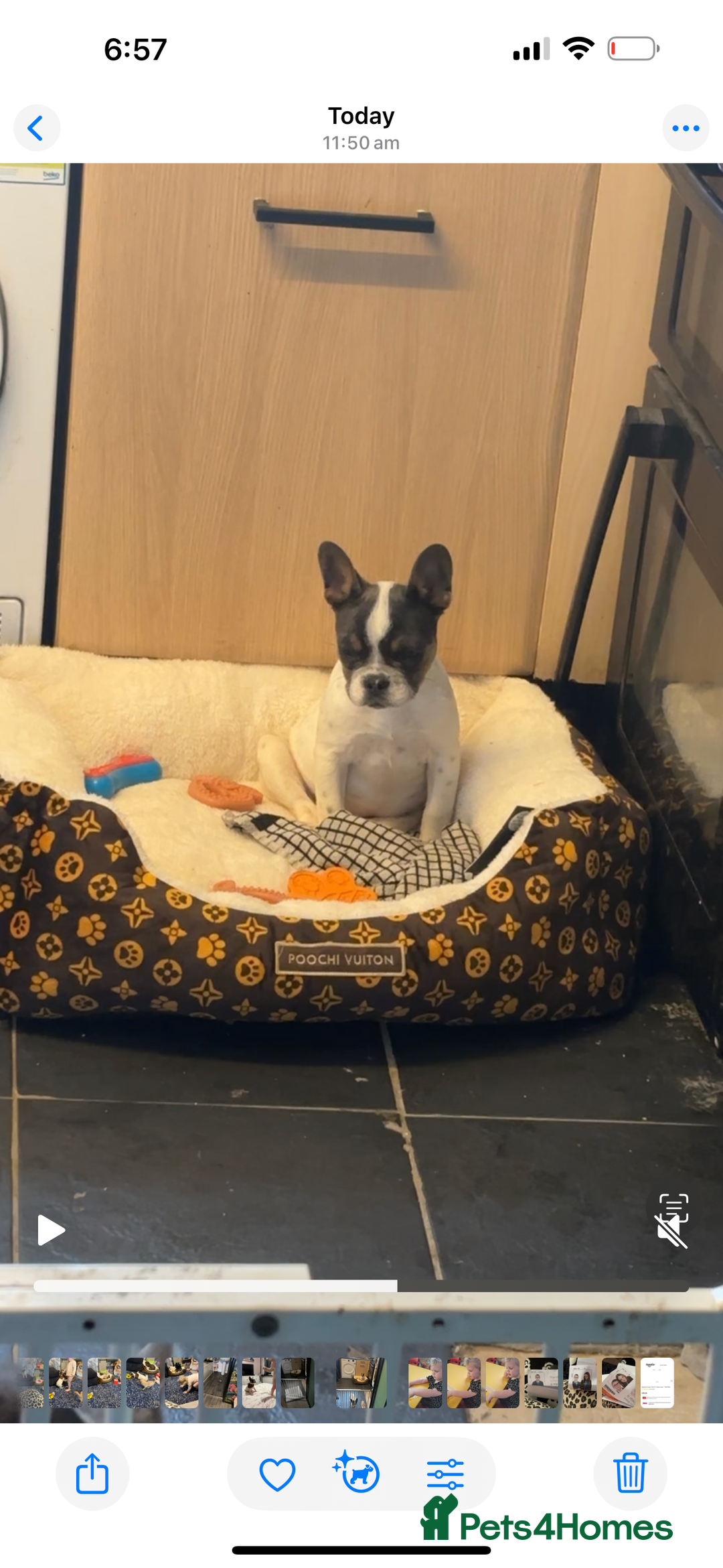 French Bulldog dogs for sale: Frenchie female  - Image 1