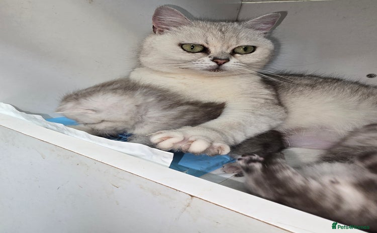 British Shorthair cats - Advert 1