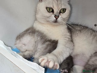 British Shorthair cats - Advert 22