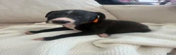 Mixed Breed dogs for sale: Bull hound puppies in London - Advert 33