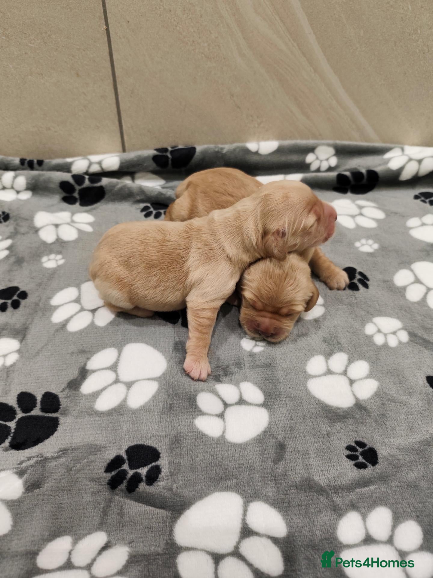 Mixed Breed dogs Dakota Sport Retrievers - Advert 2