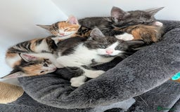 Maine Coon cats for sale: 😽 Cuddly Maine coon kittens 😽 in Preston - Image 4