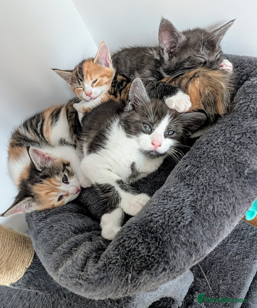 Maine Coon cats for sale: 😽 Cuddly Maine coon kittens 😽 in Preston - Image 4