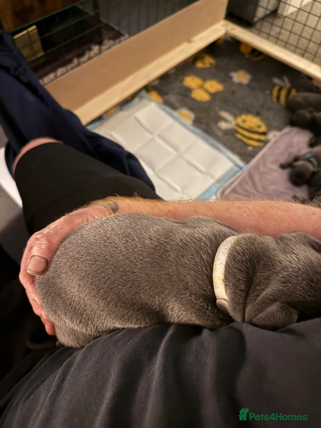 Staffordshire Bull Terrier dogs for sale: Top Quality Blue Staffys - Advert 6