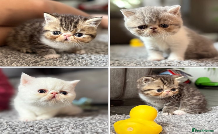 Exotic cats - Advert 1