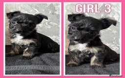 Mixed Breed dogs for sale: Bichon yorkie x miniature Jack Russell  - Image 3