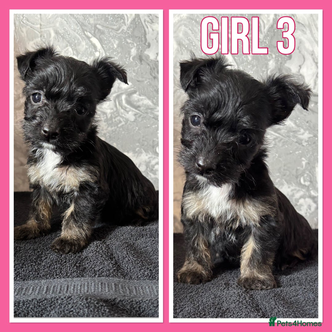 Mixed Breed dogs for sale: Bichon yorkie x miniature Jack Russell  - Image 3