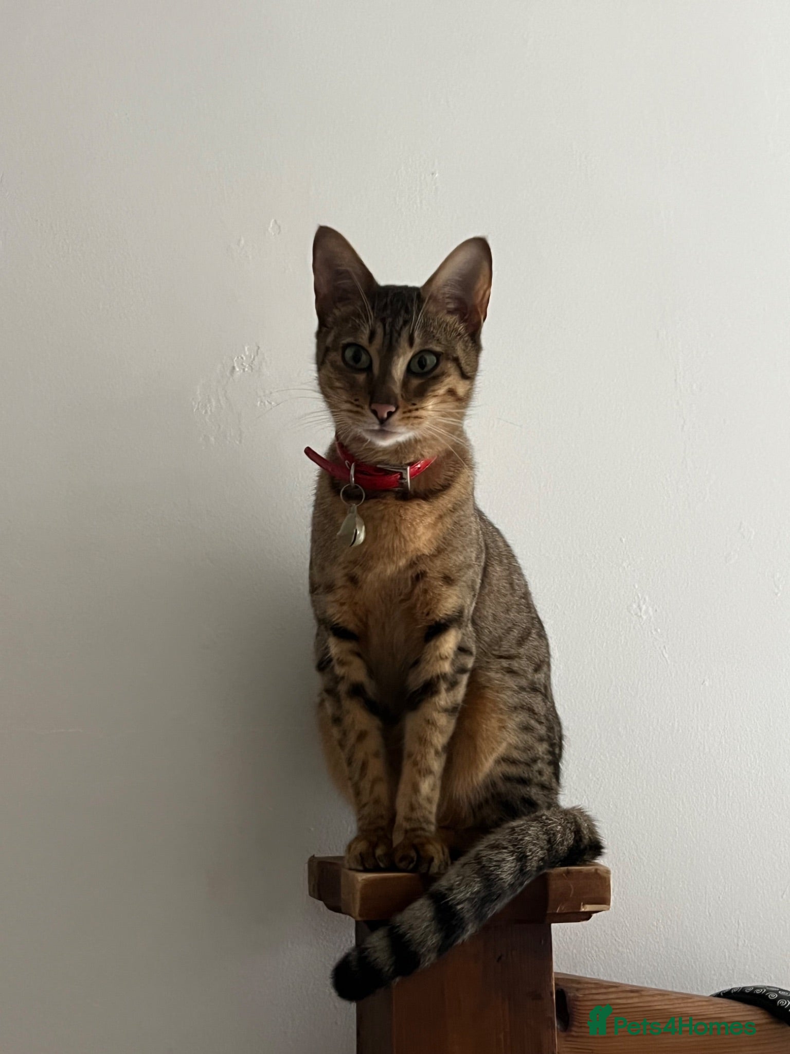 Mixed Breed cats Savannah x Maine Coon kittens - Advert 1