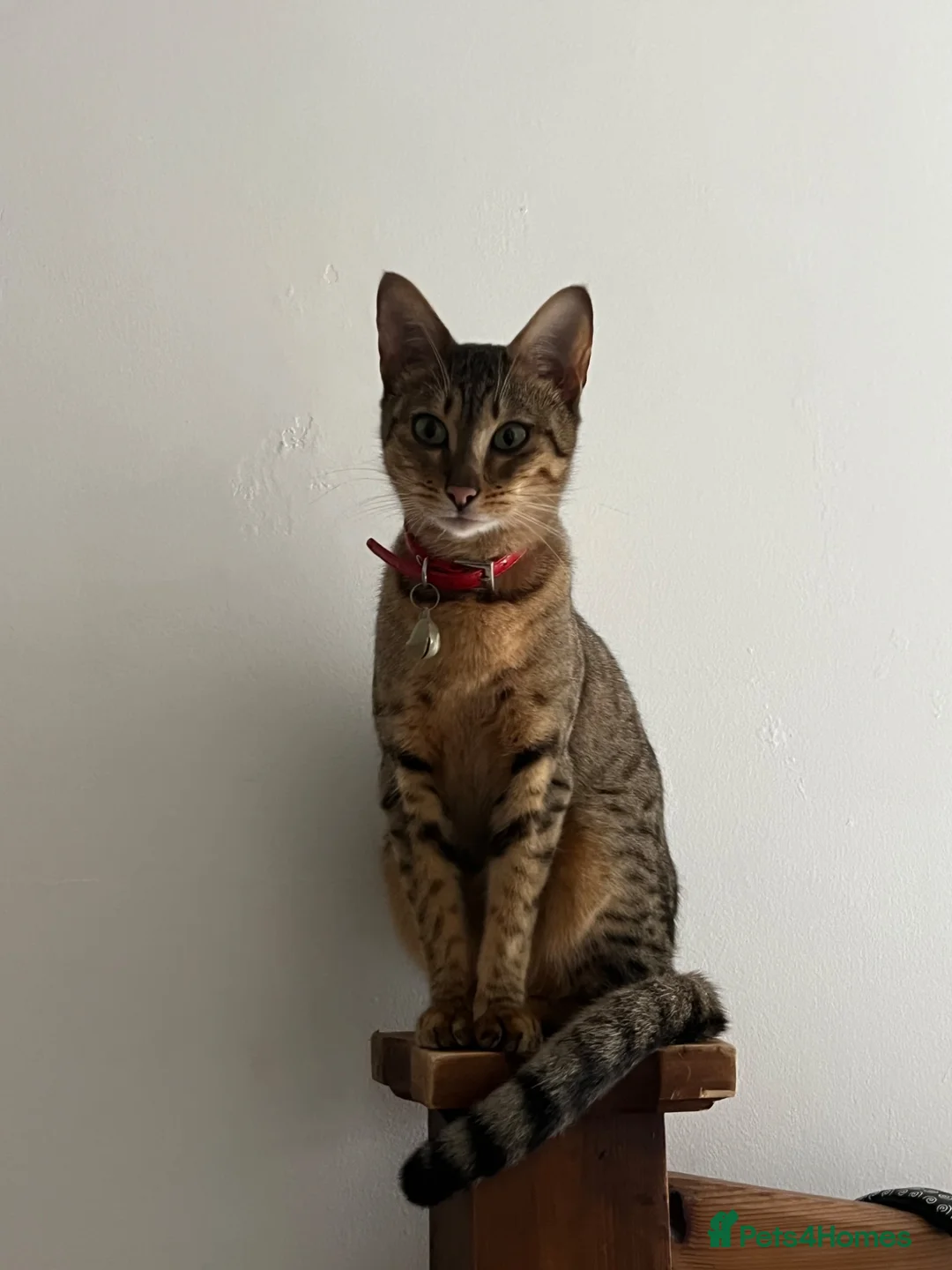 Mixed Breed cats for sale: Savannah x Maine Coon kittens - Advert 1