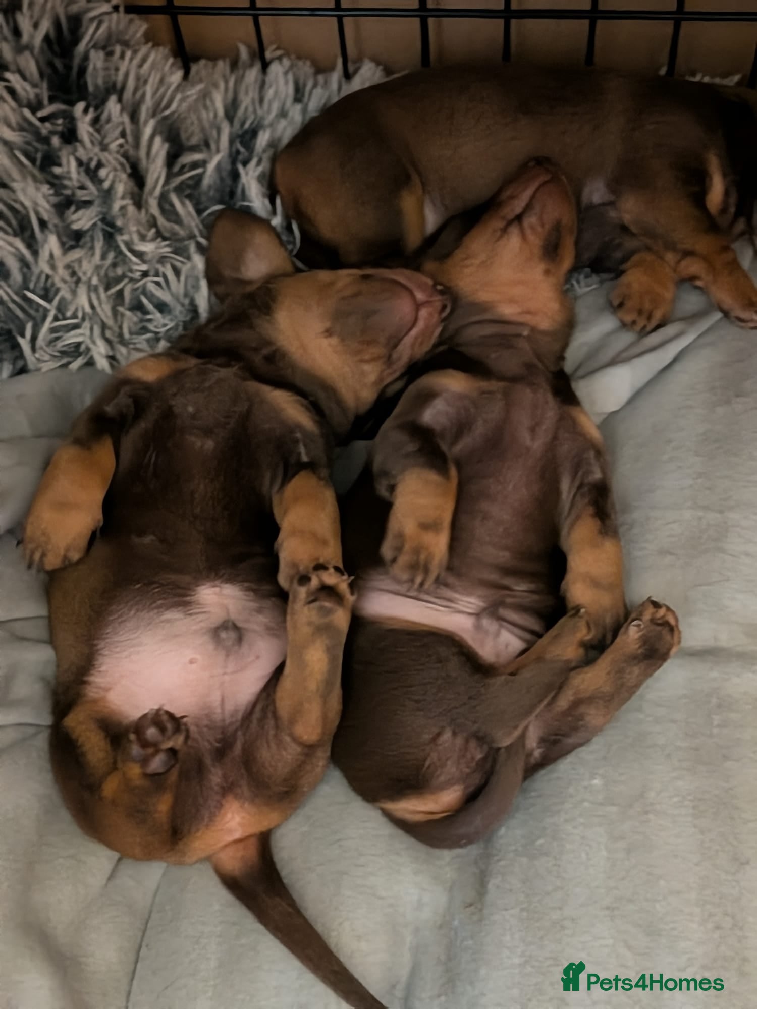 Dachshund dogs Dachshund puppies  - Advert 9
