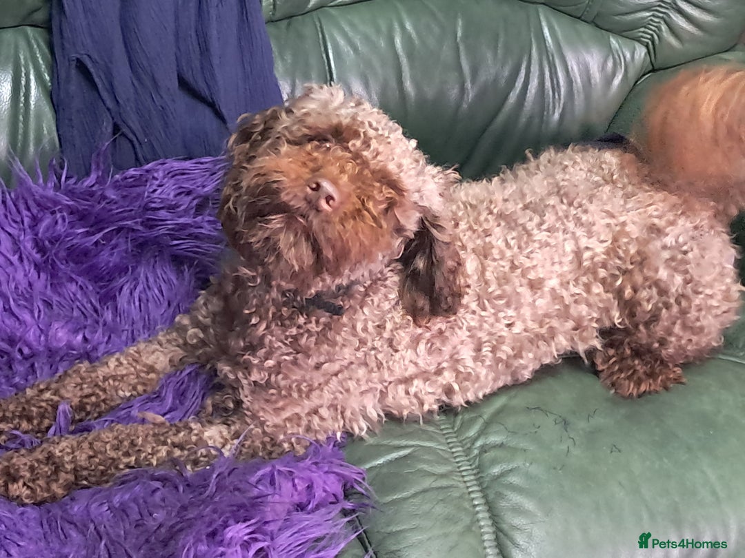 Cockapoo dogs for sale: bold and beautiful F2 miniature cockapoo - Image 6