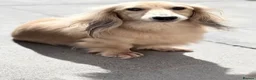 Miniature Dachshund dogs for sale: Long haired cream miniature dachshund puppies - Advert 11