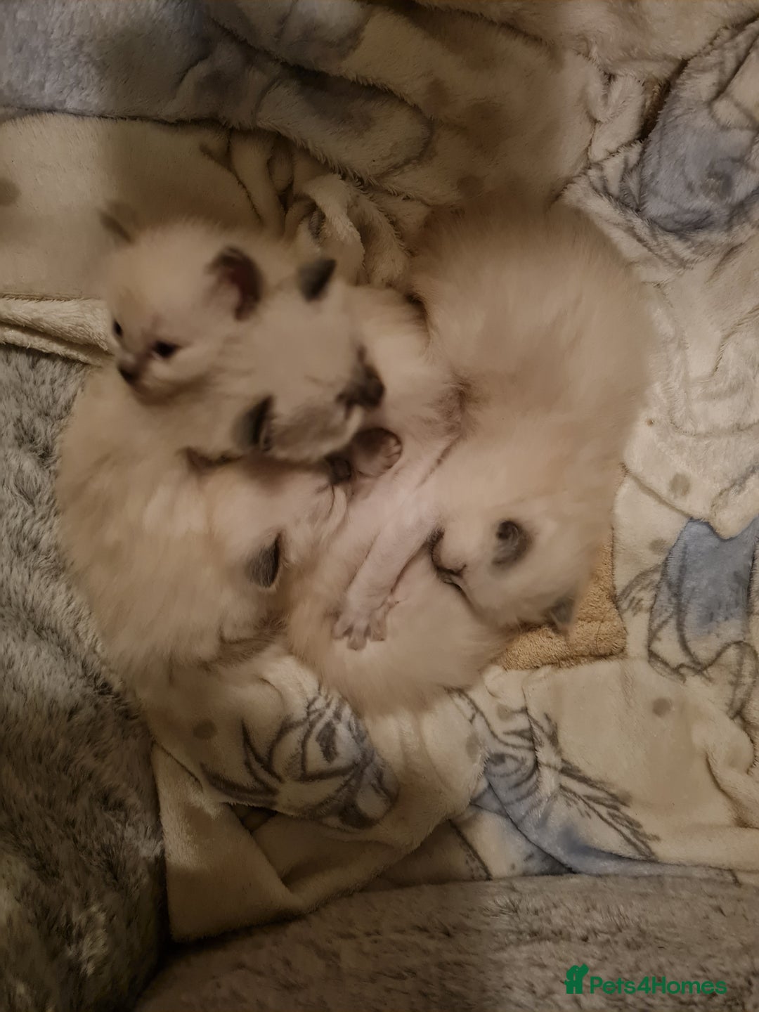 Ragdoll cats for sale: GCCF Registered Pedigree Ragdoll Kittens - Advert 14