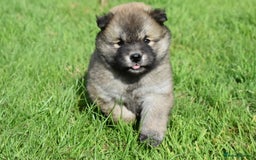 Siberian Husky dogs for sale: Beautiful Chowski puppies  - Image 15
