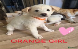 Akita dogs for sale: American akita puppies x10 - Image 9