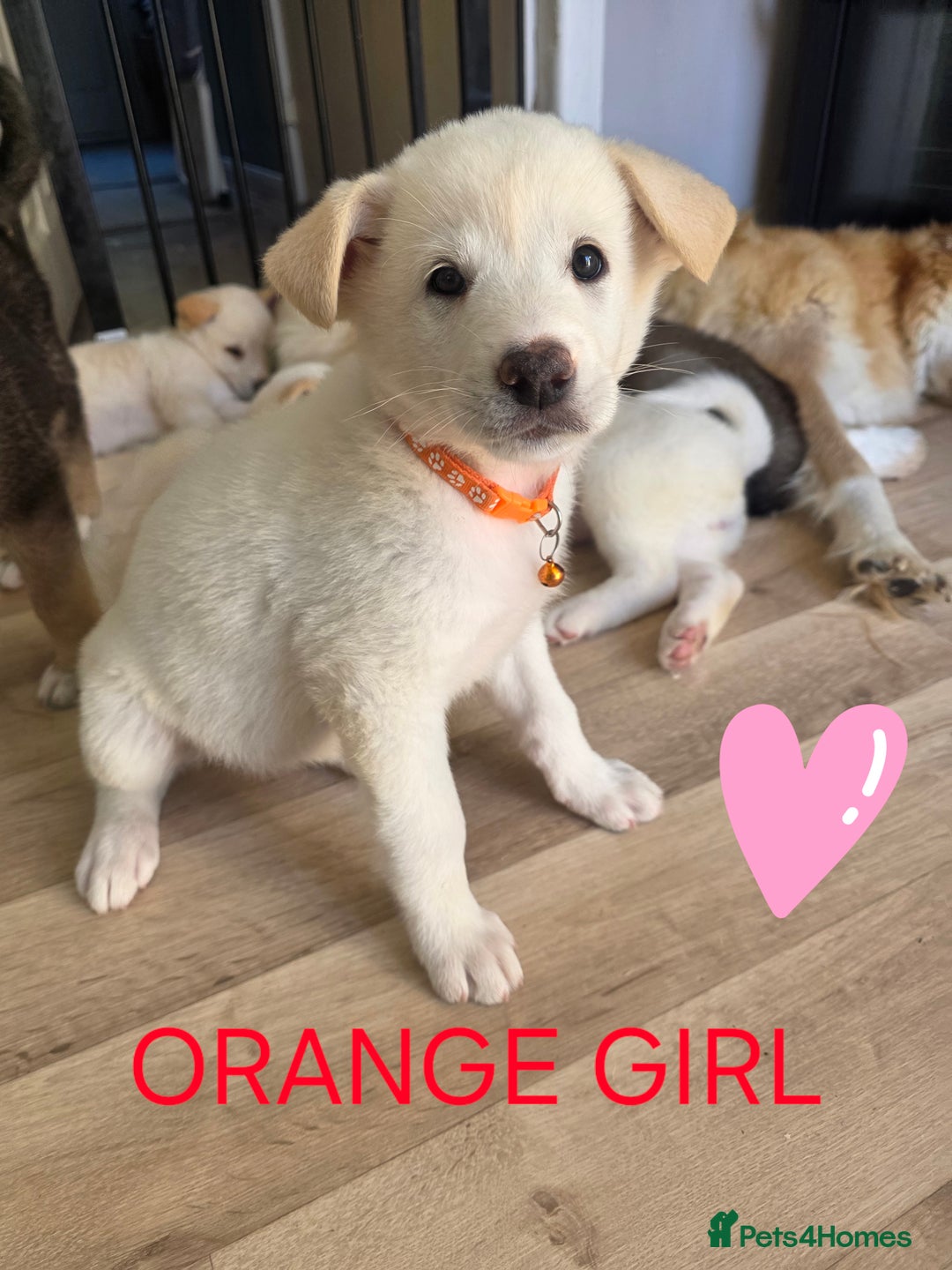 Akita dogs for sale: American akita puppies x10 - Image 9