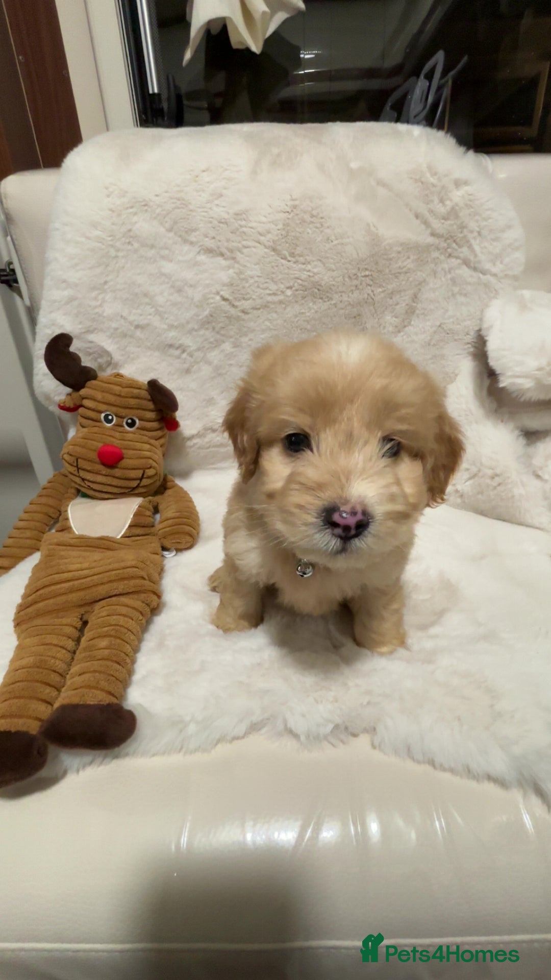 Cockapoo dogs for sale: Golden F1 cockpoo puppies  - Advert 19