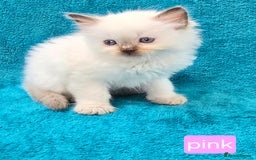 Ragdoll cats for sale: PEDIGREE GCCF REG CHAMPION LINE RAGDOLL KITTENS - Image 21