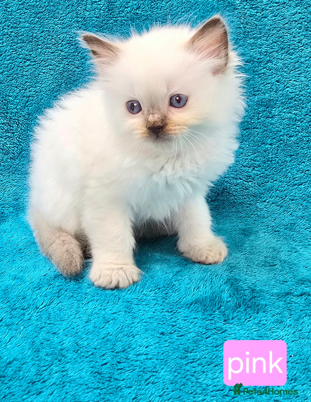 Ragdoll cats for sale: PEDIGREE GCCF REG CHAMPION LINE RAGDOLL KITTENS - Image 21