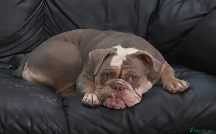 Olde English Bulldogge dogs - Advert 8