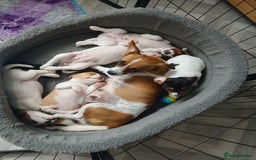 Jack Russell dogs for sale: Reduced £800! Traditional Jack Russell  - Image 6