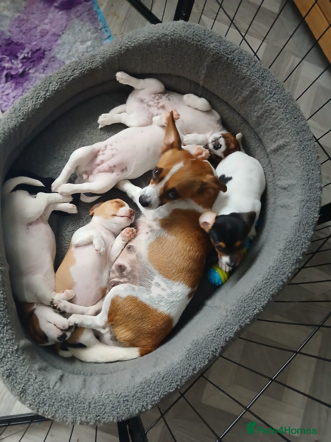 Jack Russell dogs for sale: Reduced £800! Traditional Jack Russell  - Image 6