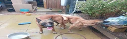 Belgian Shepherd Dog dogs for stud: Proven Malinois Stud – Police Service Bloodline - Advert 4