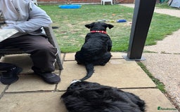 Rottweiler dogs for sale: Beautiful Rottweiler male  - Image 7