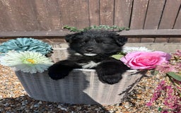 German Shepherd dogs for sale: Ready to go German Shepherd Alsatian puppies - Image 8