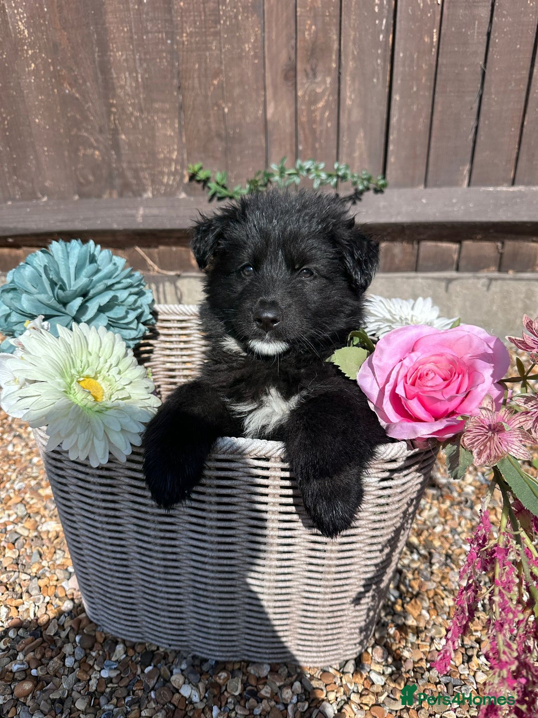 German Shepherd dogs for sale: Ready to go German Shepherd Alsatian puppies - Image 8