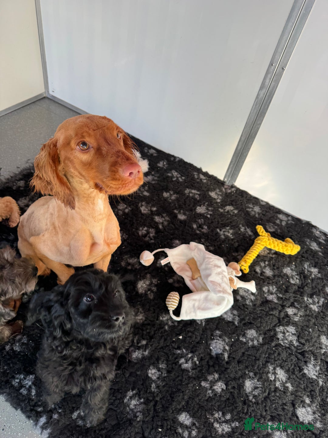 Cockapoo dogs for sale: Cockapoo Puppies (Licensed Breeder)  - Advert 12