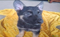 German Shepherd dogs for sale: BEAUTIFUL GERMAN SHEPHERD PUPS READY NOW - Image 35