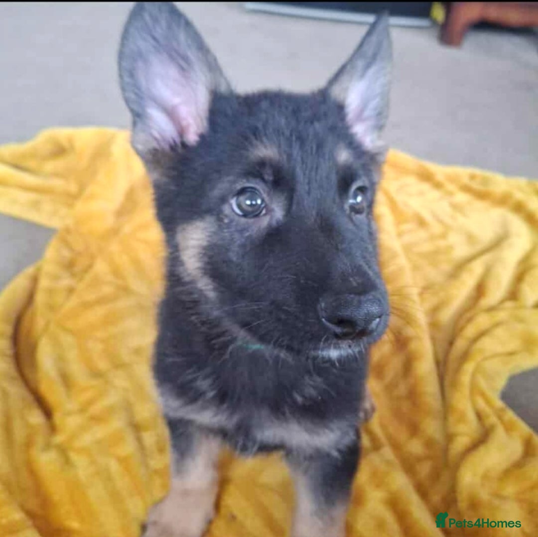 German Shepherd dogs for sale: BEAUTIFUL GERMAN SHEPHERD PUPS READY NOW - Image 35