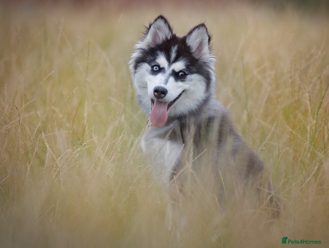 Pomsky dogs for sale: F3 Pomsky female Evie - Advert 6