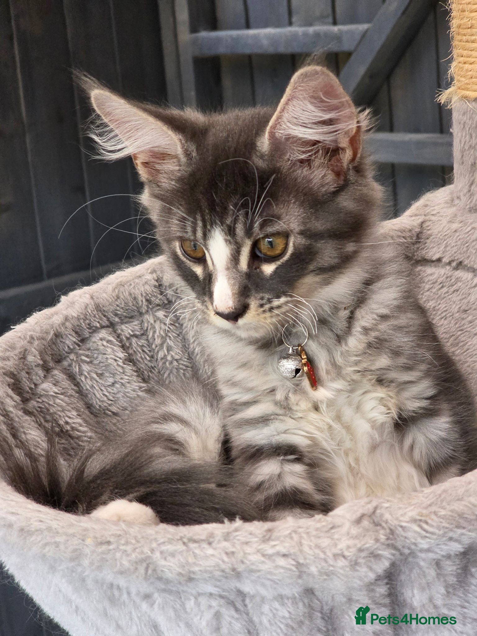 Maine Coon cats ❤️ TICA Registered Maine Coon Kittens Ready Now ❤️ - Advert 2
