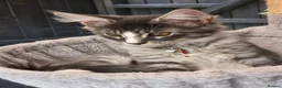 Maine Coon cats for sale: ❤️ TICA Registered Maine Coon Kittens Ready Now ❤️ - Advert 13