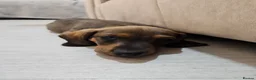 Dachshund dogs for sale: Beautiful Wild Boar Kaninchen Dachshund in Colchester - Advert 9