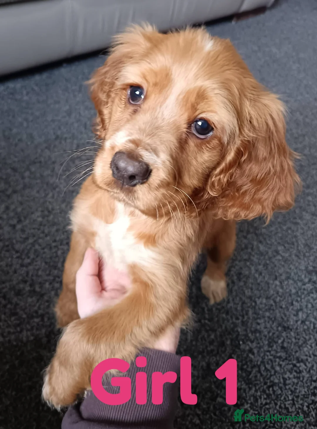 Cocker Spaniel dogs for sale: Full breed cocker spaniel puppies for sale  in Tipton - Advert 11