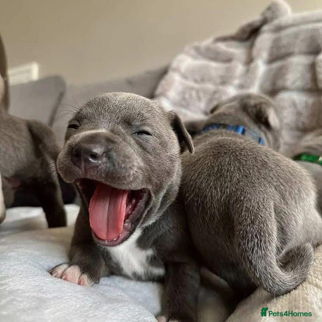 Staffordshire Bull Terrier dogs for sale: Outstanding pedigree blue staffy pups  - Advert 2