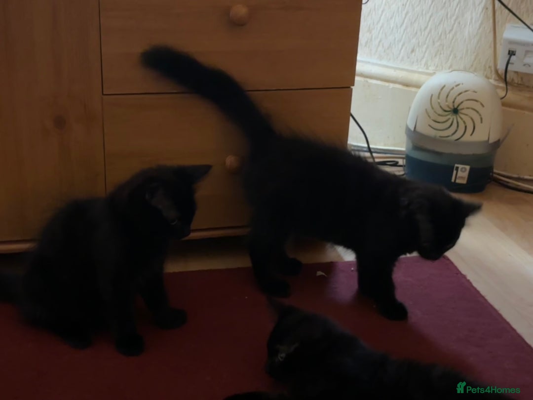 Mixed Breed cats for sale: 3 Kittens ready ASAP  - Image 14