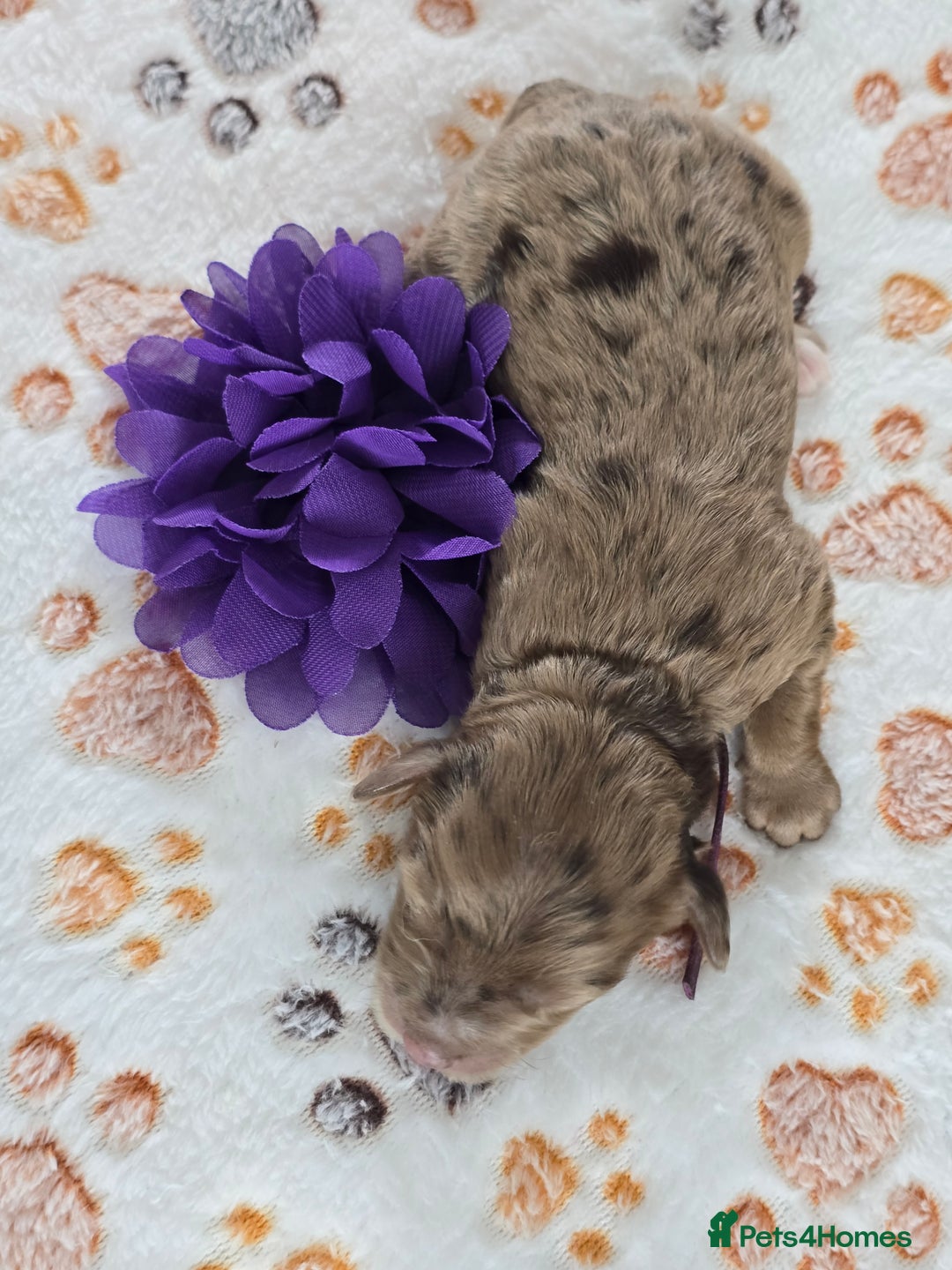 Cavapoo dogs for sale: Cavapoo F1B pups licensed Breeder/health tested  - Image 15