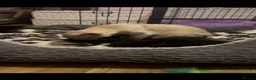 Burmese cats for sale: Burmese cross - Advert 5