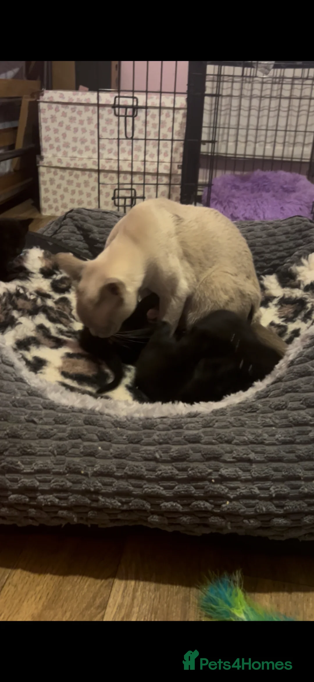 Burmese cats for sale: Burmese cross - Advert 5