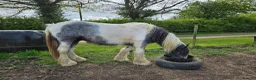 Other Breed horses for sale: Maxi cob type gelding  - Advert 9