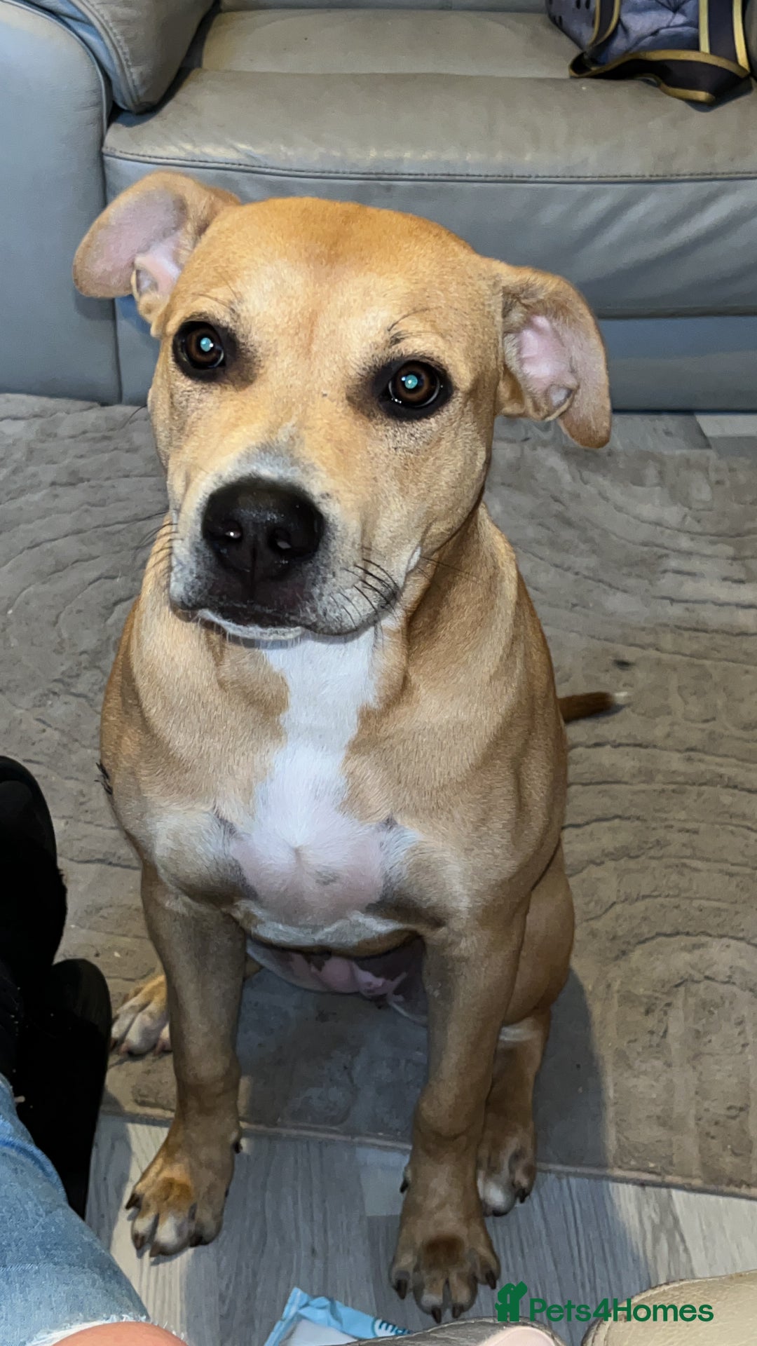 Mixed Breed dogs for sale: Lady. - Image 3