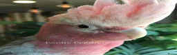 Cockatoo birds for sale: Cuddly Baby Galah Cockatoos For Sale in Bury - Advert 15