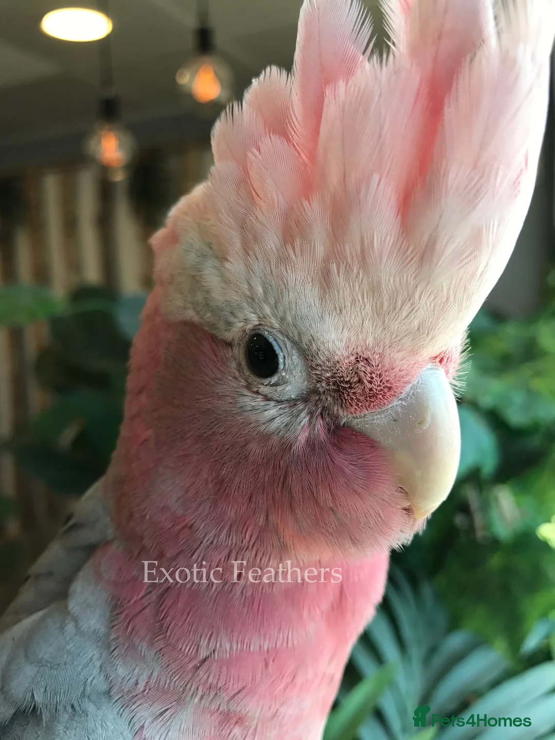 Cockatoo birds for sale: Cuddly Baby Galah Cockatoos For Sale in Bury - Advert 15